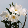 Den. Hawaiian King Giant.